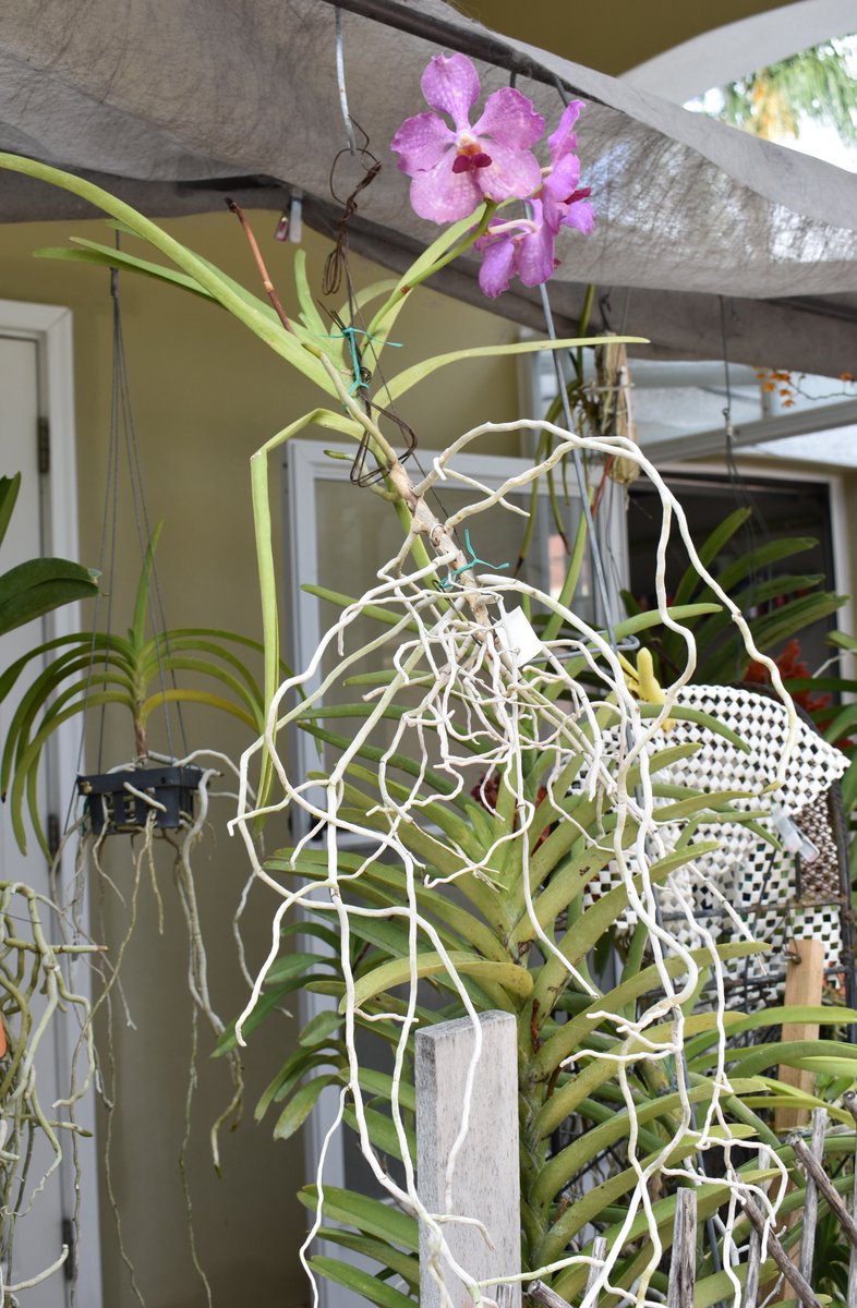 ConnieYurkus's tweet photo. This gorgeous terete Vanda had two of three flowers damaged by thrips. Every bug spray I have has been mixed, sprayed, sprinkled and generously applied to the orchids and growing areas. Buh bye thrips! #orchids, #vanda, #buggingout, #killinbugs, #teretevanda, #OrchidIssues https://t.co/HT4Z9ZXpzo