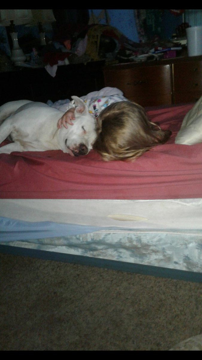 CheyenneRaee's tweet photo. I’d say they love each other just a little. #PitBaby https://t.co/Lr5B9pNOSU