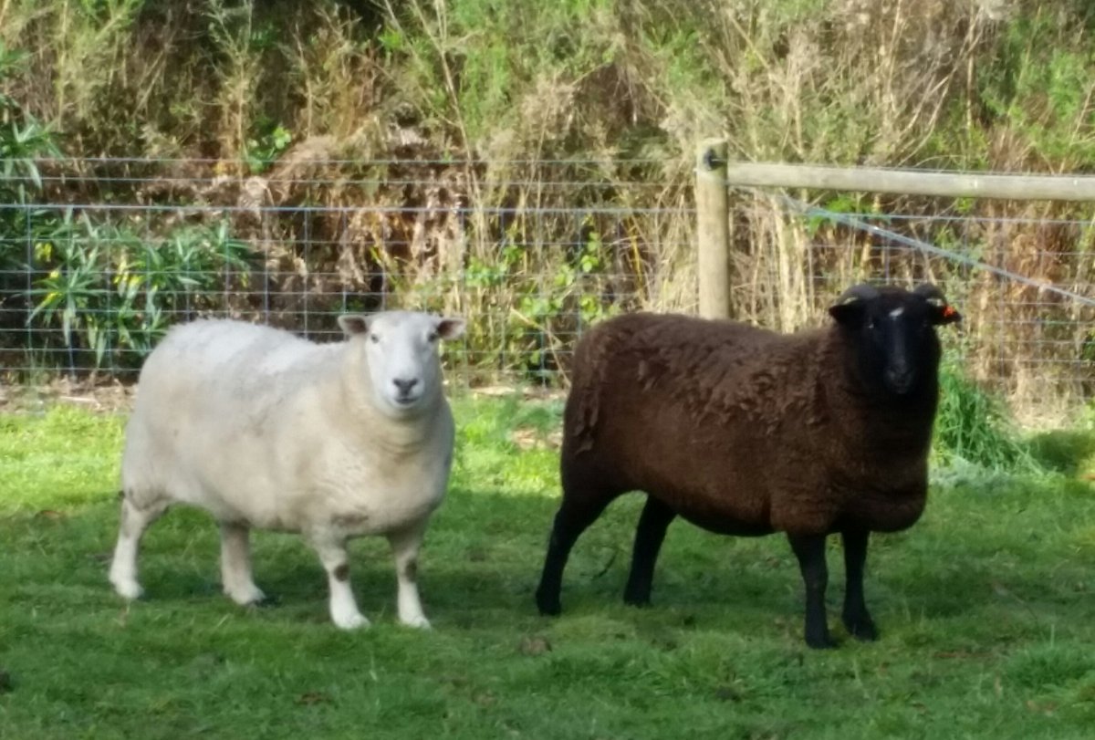 theyellowsnail's tweet photo. Meet our new sheep Palmer and Gaiman. We are so excited! (possibly named after @amandapalmer and @neilhimself ) #tassielife #theyellowsnail #sheepfun #palmerandgaiman #tasmania https://t.co/HopG4ofLDG