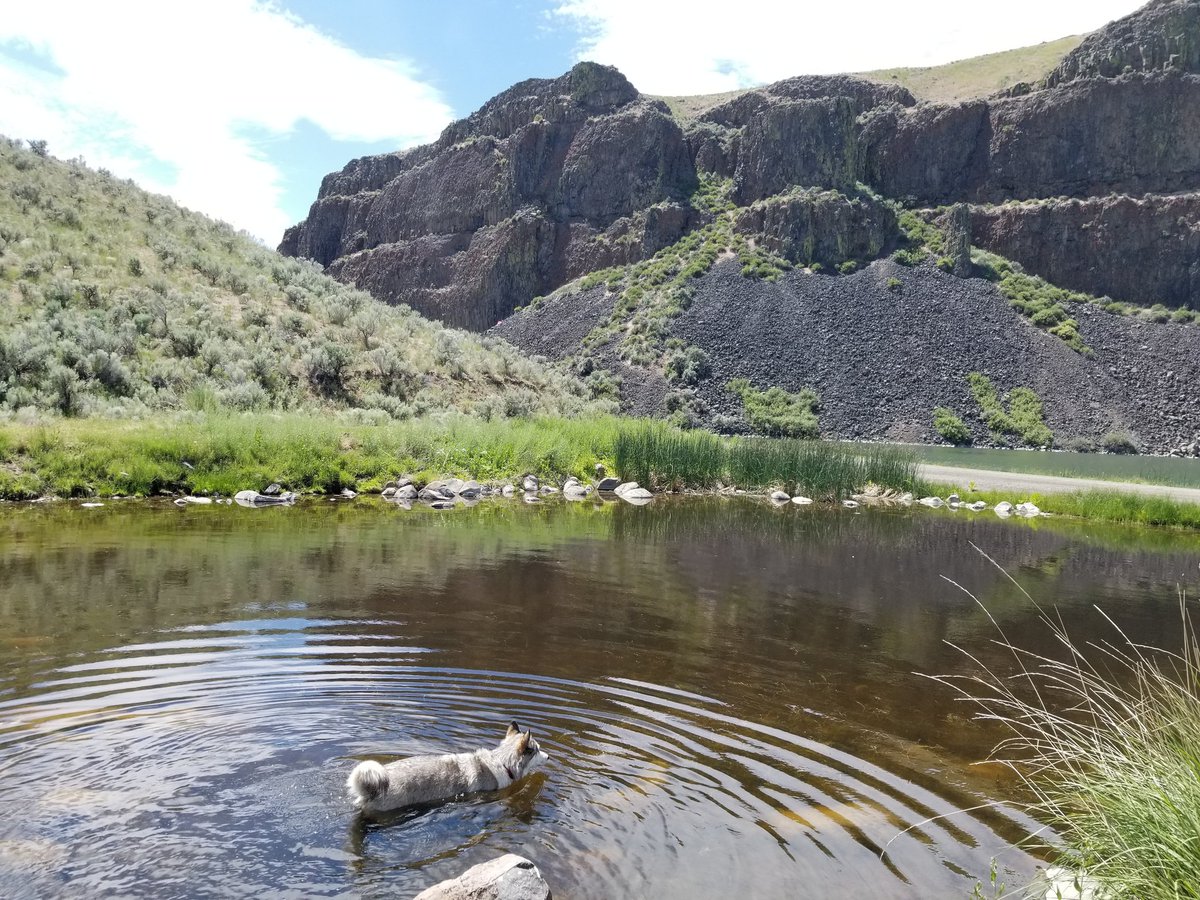 YutahWolamute's tweet photo. Met friends at #jacksResort today it is a beautiful place to getaway to. #jamesonLake #yutahsadventures #wolfdogs @CanineHikers #friends https://t.co/TvfY1x5ezl
