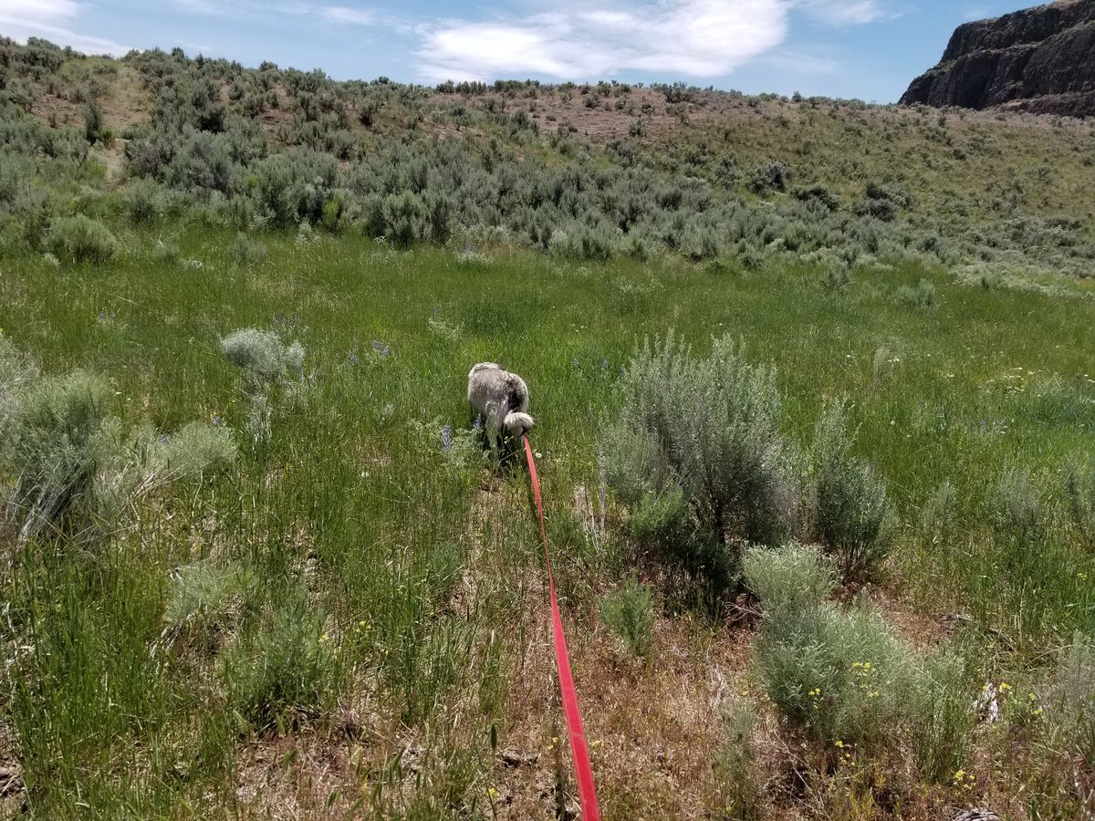 YutahWolamute's tweet photo. Met friends at #jacksResort today it is a beautiful place to getaway to. #jamesonLake #yutahsadventures #wolfdogs @CanineHikers #friends https://t.co/TvfY1x5ezl
