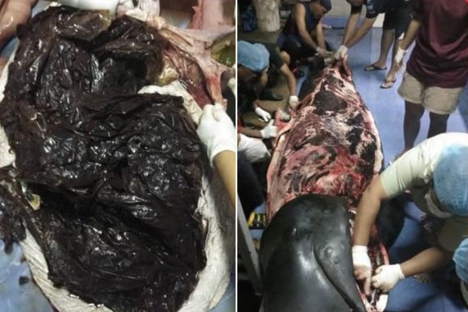 abcnews's tweet photo. #Whale dies in Thai waters after swallowing 80 plastic bags https://t.co/KCt5ClX17J (Pic: Department of Marine and Coastal Resources) https://t.co/XkW4EO30CU