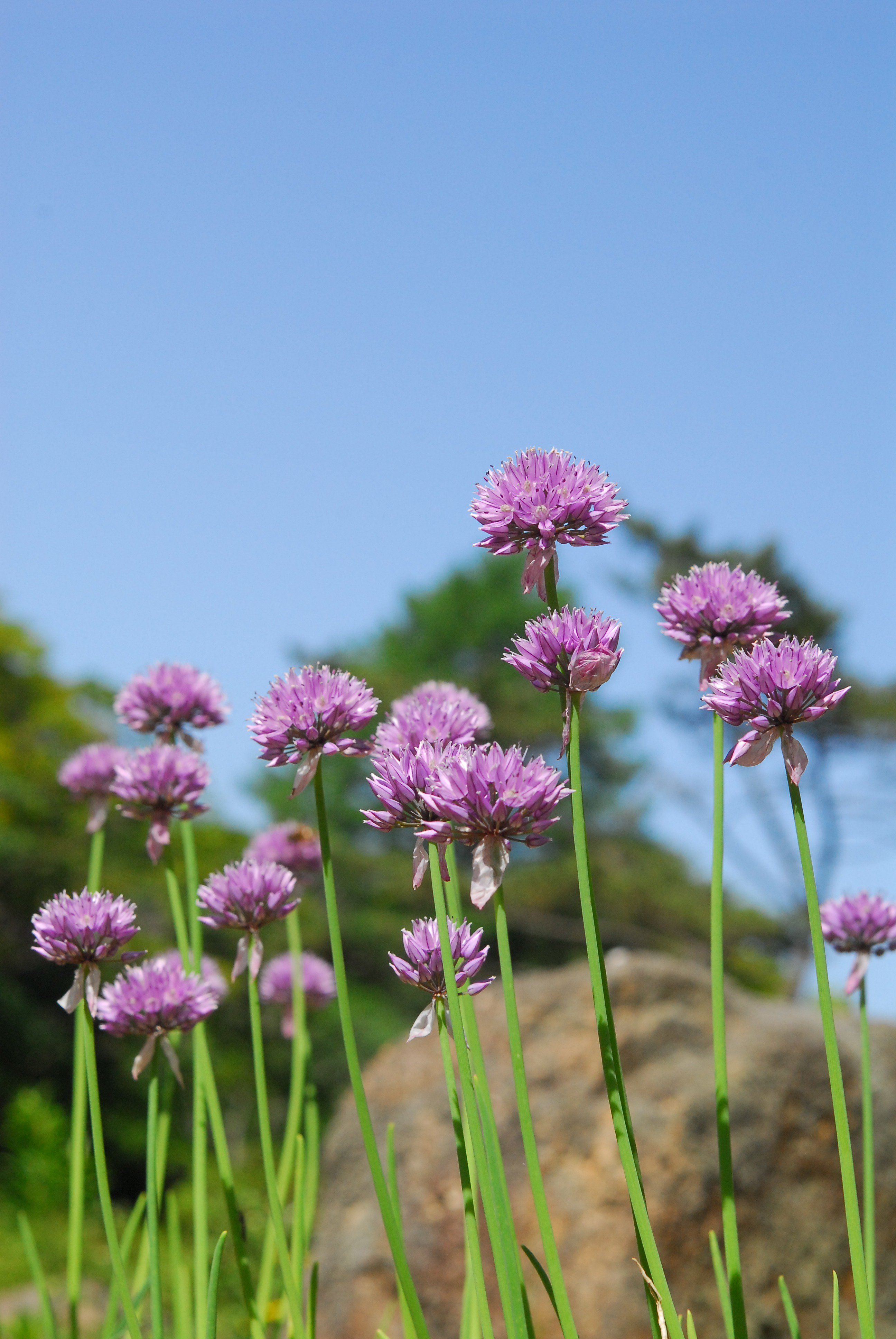 六甲高山植物園 シロウマアサツキ の花 見頃です ヒガンバナ科ネギ属 高山帯の砂礫地などに生える多年草 食用とされるネギやアサツキの仲間です シロウマは白馬岳のこと 小さい花がまとまって咲いています ロックガーデンにて T Co
