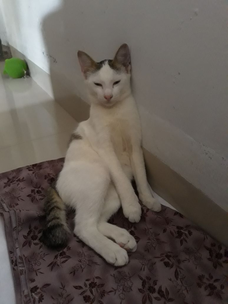 merymuch's tweet photo. Yeah I know, Dobby. It's your time to shine!
#dobbythecat https://t.co/akBfna29Lj