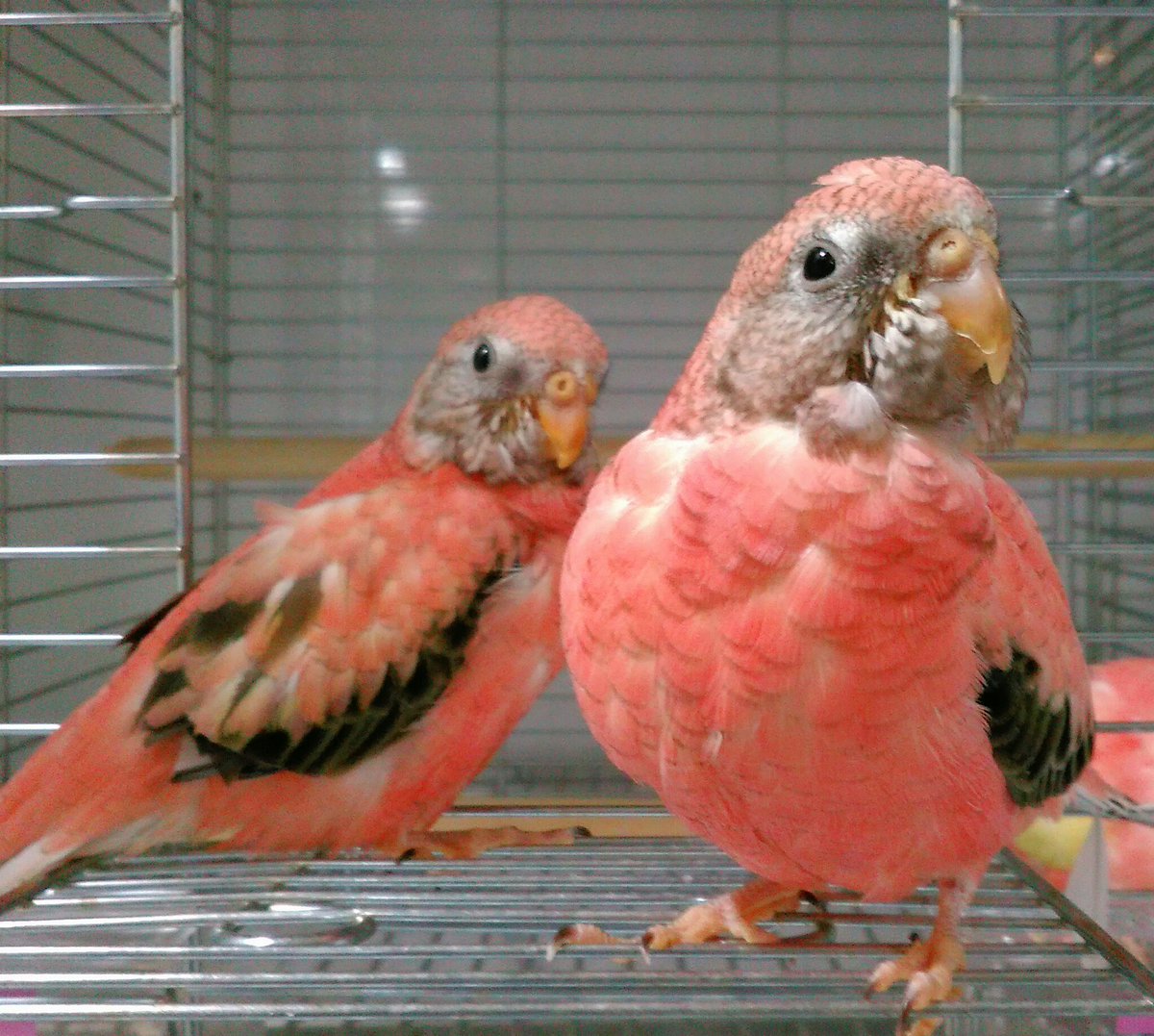 京都シロハラインコ株式会社 アキクサインコ ローズちゃん達です 指から指へのステップアップもお手のもの ケージデビュー後もケージの外の世界に興味津々なご様子 アキクサインコ インコ ローズ こんぱまる京都店 こんぱまる 京都 京都シロハラインコ株式会社 アキクサインコ ローズちゃん達です 指から指へのステップアップもお手のもの ケージデビュー後もケージの外の世界に興味津々なご様子 アキクサインコ インコ ローズ こんぱまる京都店 こんぱまる 京都