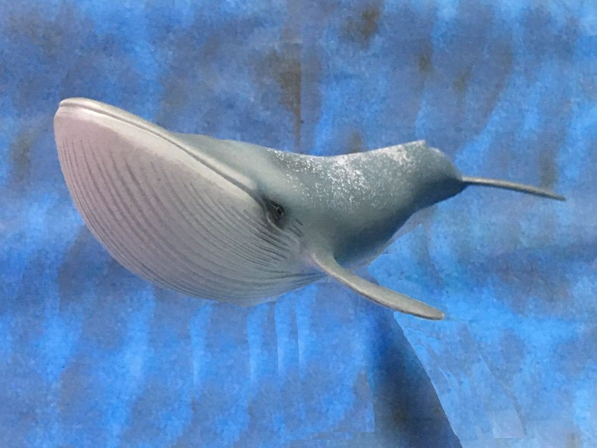 タカ Kom シュライヒのシロナガスクジラは全長27cmでなかなかのサイズ感 青味の濃いとグレーっぽいの2種類ある シロナガスクジラ シュライヒ Bluewhale Schleich タカ Kom シュライヒのシロナガスクジラは全長27cmでなかなかのサイズ感 青味の濃いとグレーっぽいの2種類ある シロナガスクジラ シュライヒ Bluewhale Schleich