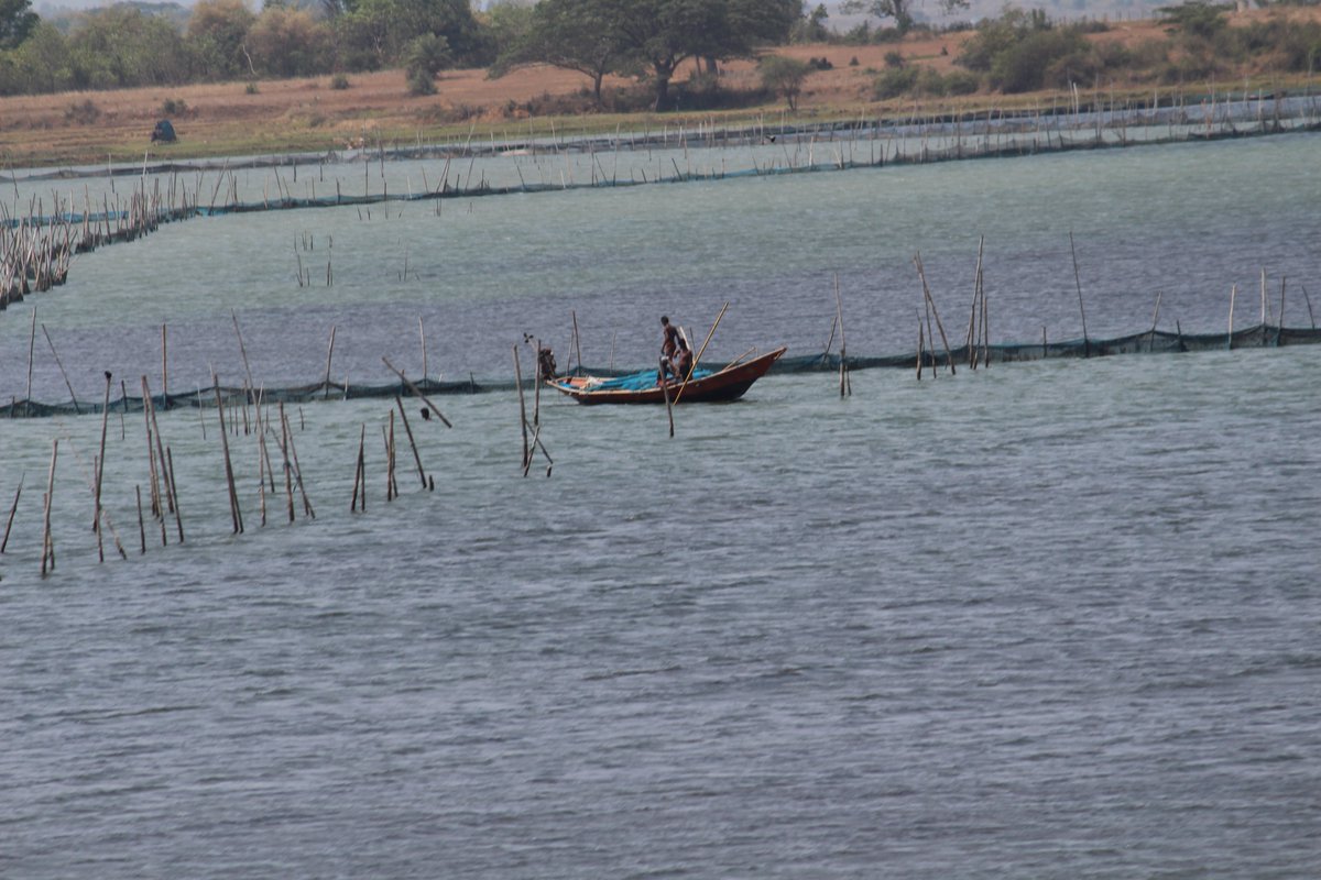saswat28's tweet photo. 1st pic : Chilika (May-2017)
2nd pic: Chilika (May-2018)
'Nilambu' Chilika with no "gheris". Awesome effort by @susantananda3 and Team.
#TrainJourney #ViewFromTrain https://t.co/iiDVY6mgWu