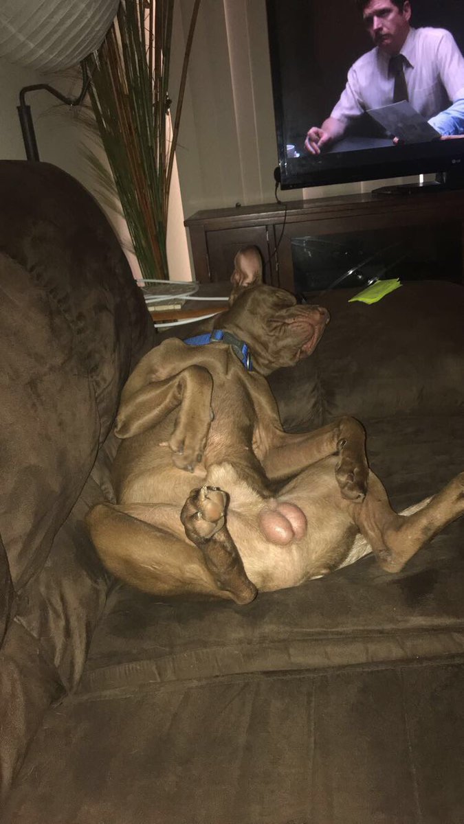 marvincito94's tweet photo. @sporer Your brothers dog is the same...kinda.... https://t.co/rgOQoDhJMk