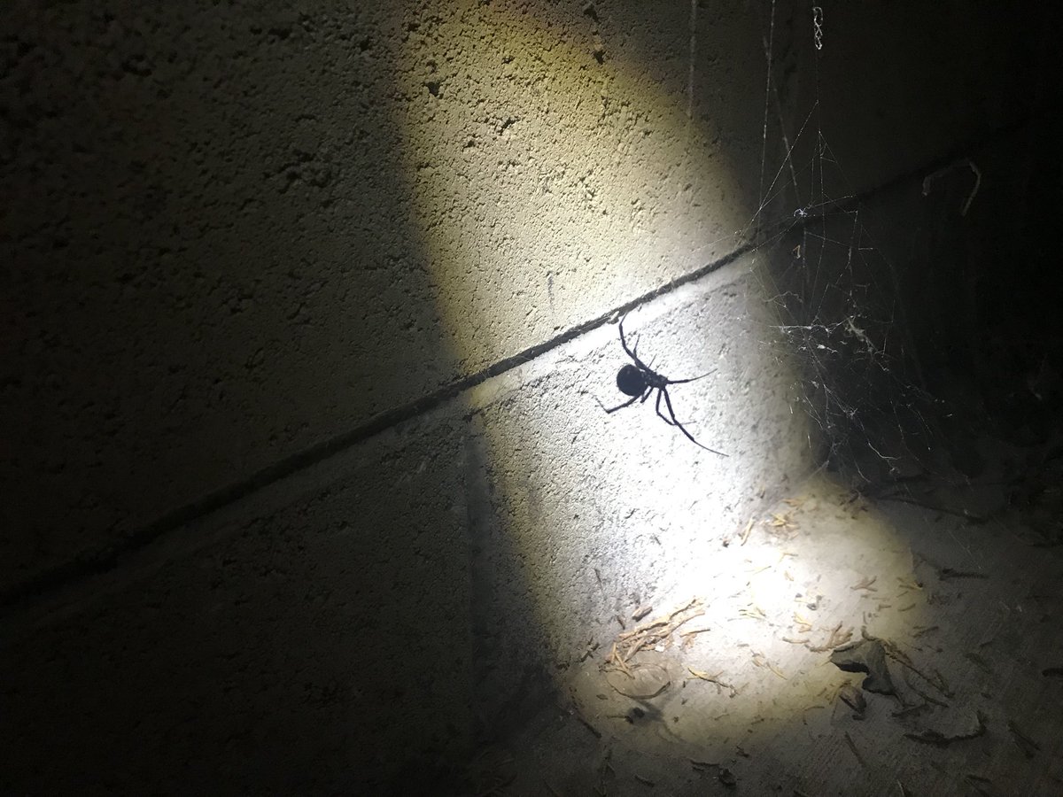 treemachines's tweet photo. Watch yo self now!!! Seriously tho... this year we’ve seen an explosion in the black widow population. Be careful around @MITMStudios/LA. https://t.co/o0jGHl2XSo