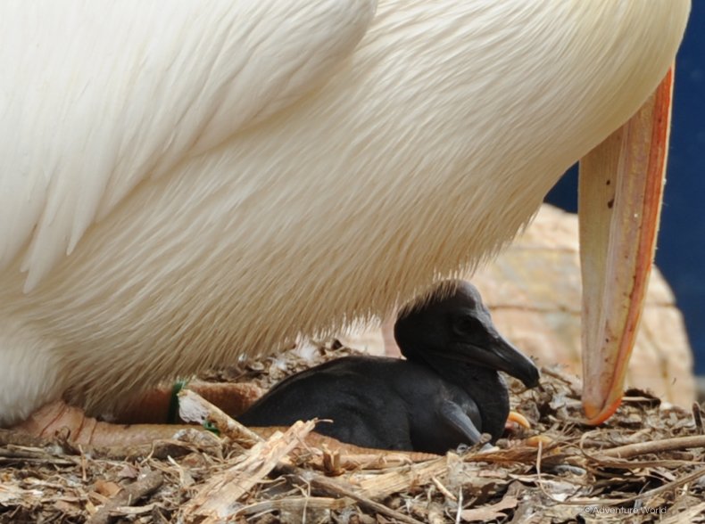 アドベンチャーワールド 公式 ふれあい広場にて モモイロペリカン の赤ちゃんが誕生しました 白色や薄いピンク色のイメージが強いモモイロペリカン 実は赤ちゃんの時は体の色が黒いんです 現在 お母さんのお腹の下で大切に育てられています