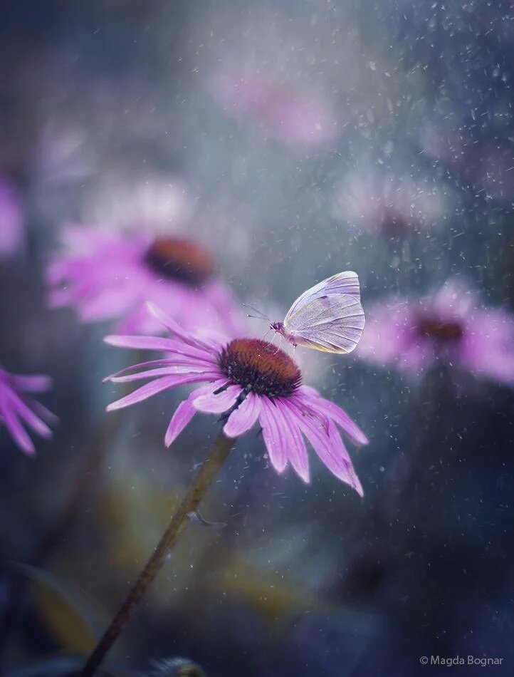 실패라는
아픔이 있으면

성공이라는
희망도 있는 것 이다

시련 이라는
상처가 있으면

행복이라는
연고도 있는 것 이다

인생에는
어두운 날이 있으면
밝은날도 있는 것 이다