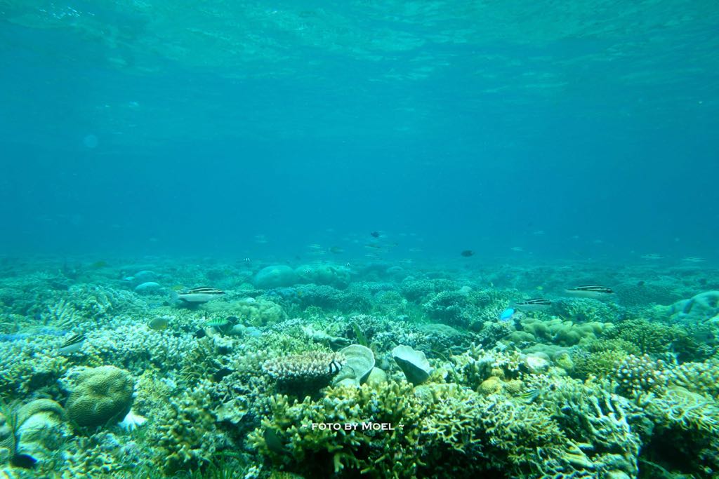 diveselayar's tweet photo. Traveller sudah punya tempat liburan lebaran? Yuk, ke Selayar aja #MainKeSelayar #LiburanSelayar #HolidaySelayar https://t.co/1186haCsQp