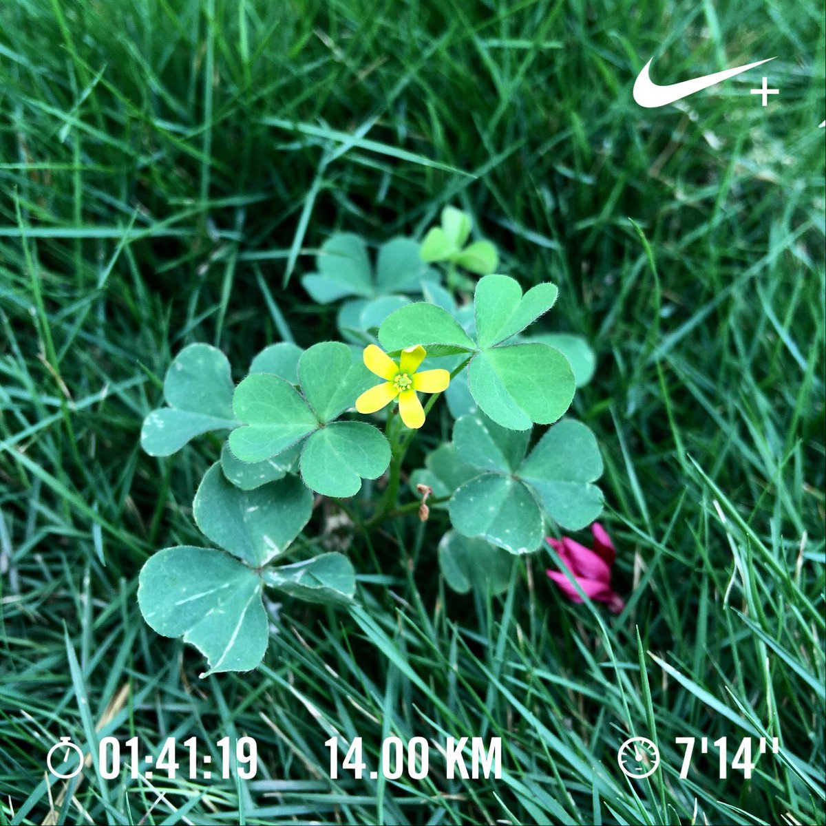 Nithin's tweet photo. There’s good HR days and then there are shitty HR days.
14km at 140 BPM average HR on the not so flat walking track.
#Runners360 #BM2018 #marathon #training #HRbasedrun #180method #140BPM #werun2018 #werunkalaburagi #nature #nofilter #nikeplus #nikerunning https://t.co/kPur4rwnUa