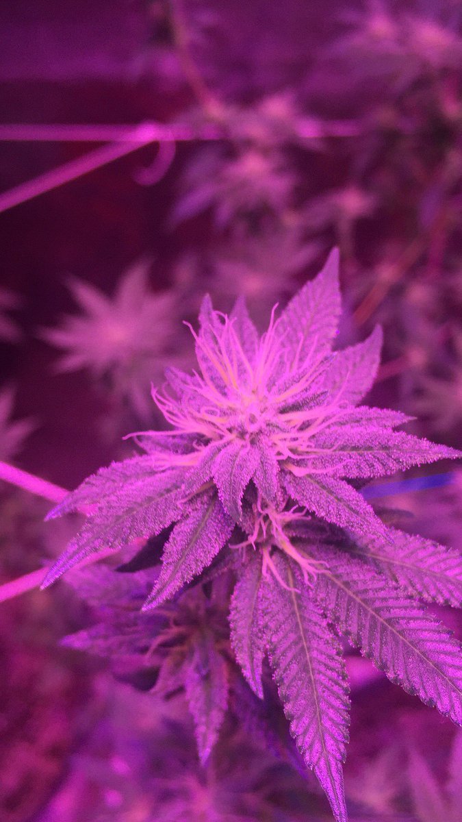 LocalGrowDoesOk's tweet photo. #jillybean https://t.co/VwZUeIZ9h8