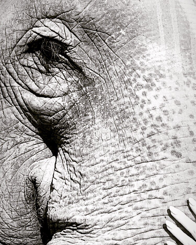 charmednomad's tweet photo. They say an #elephant never forgets, what they don’t tell you is that you never forget an elephant 🐘!!! Such #gorgeous creatures 😍😍😍@ElephantNatureP #Chiangmai #Thailand 🇹🇭 (May 2018)... https://t.co/RirBfUEXmE