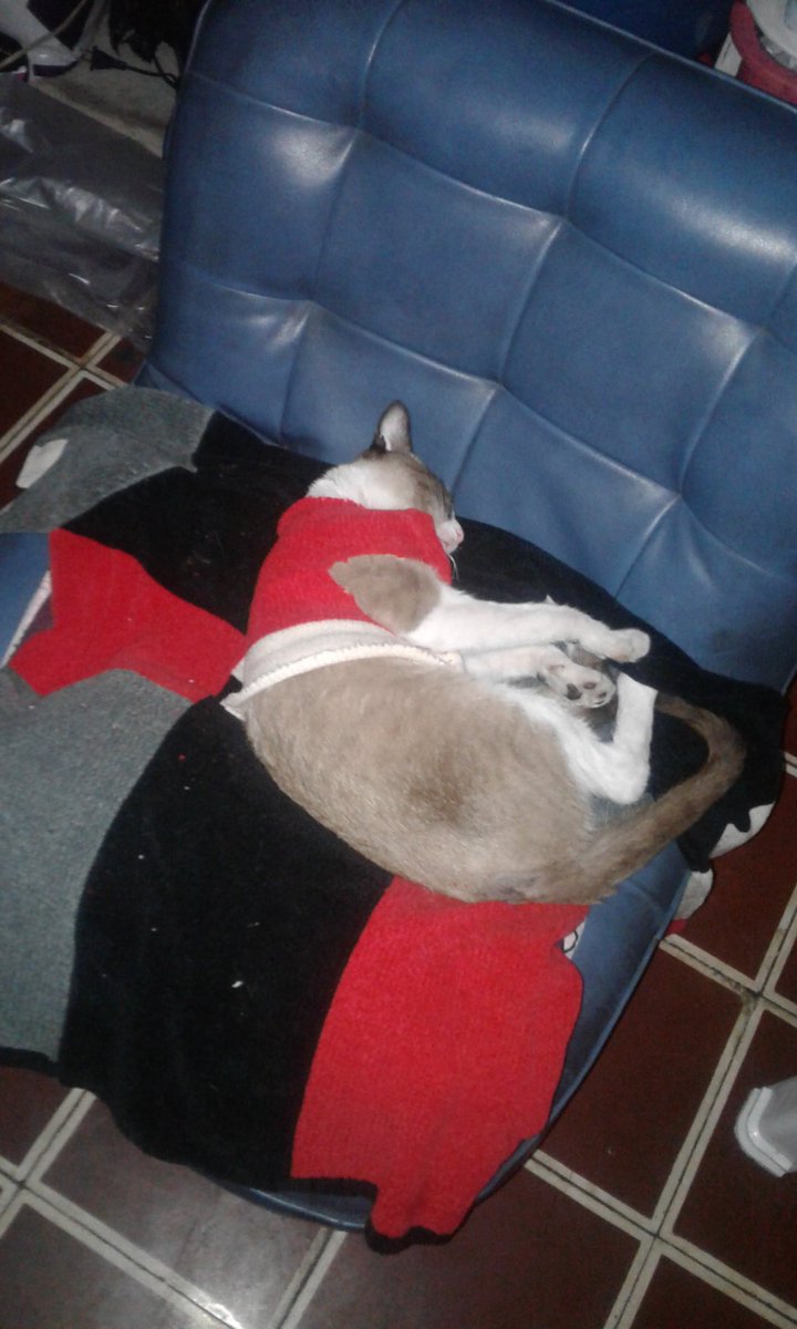 Dakapo64's tweet photo. Hoy mi mamá de una manga de una camisa le hizo un chaleco al Nino nini.. gato consentido 😸 #Gaticus https://t.co/AUMFPwRAc5