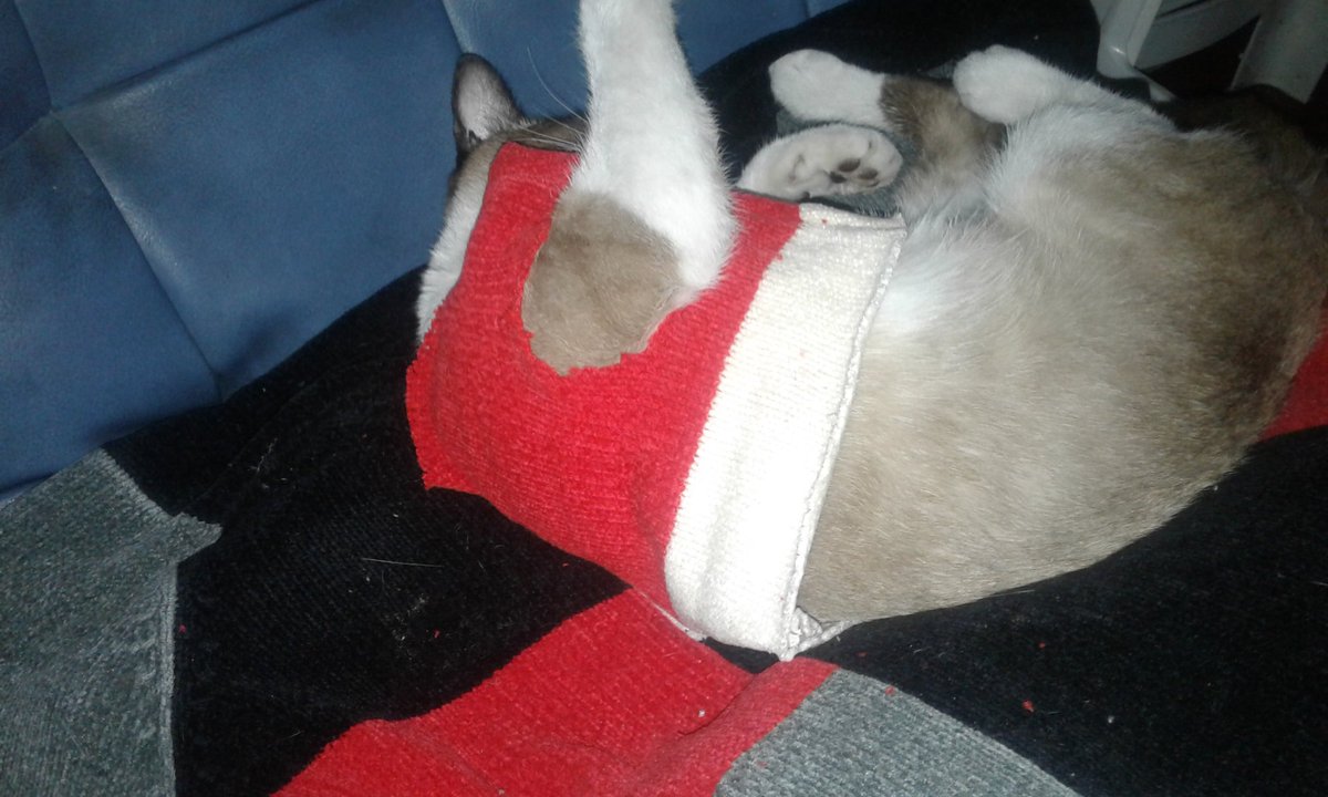Dakapo64's tweet photo. Hoy mi mamá de una manga de una camisa le hizo un chaleco al Nino nini.. gato consentido 😸 #Gaticus https://t.co/AUMFPwRAc5