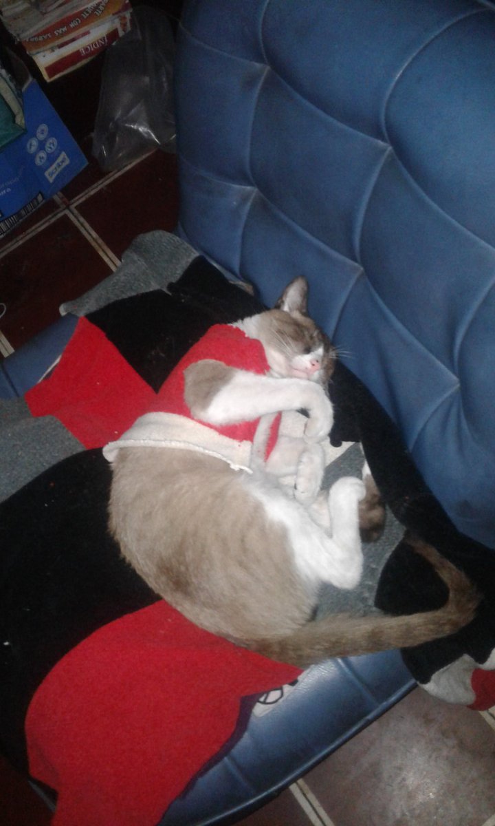 Dakapo64's tweet photo. Hoy mi mamá de una manga de una camisa le hizo un chaleco al Nino nini.. gato consentido 😸 #Gaticus https://t.co/AUMFPwRAc5