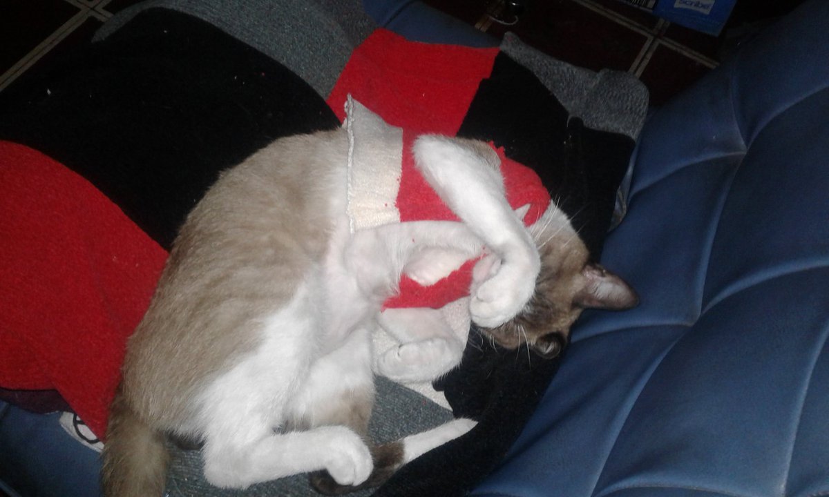 Dakapo64's tweet photo. Hoy mi mamá de una manga de una camisa le hizo un chaleco al Nino nini.. gato consentido 😸 #Gaticus https://t.co/AUMFPwRAc5
