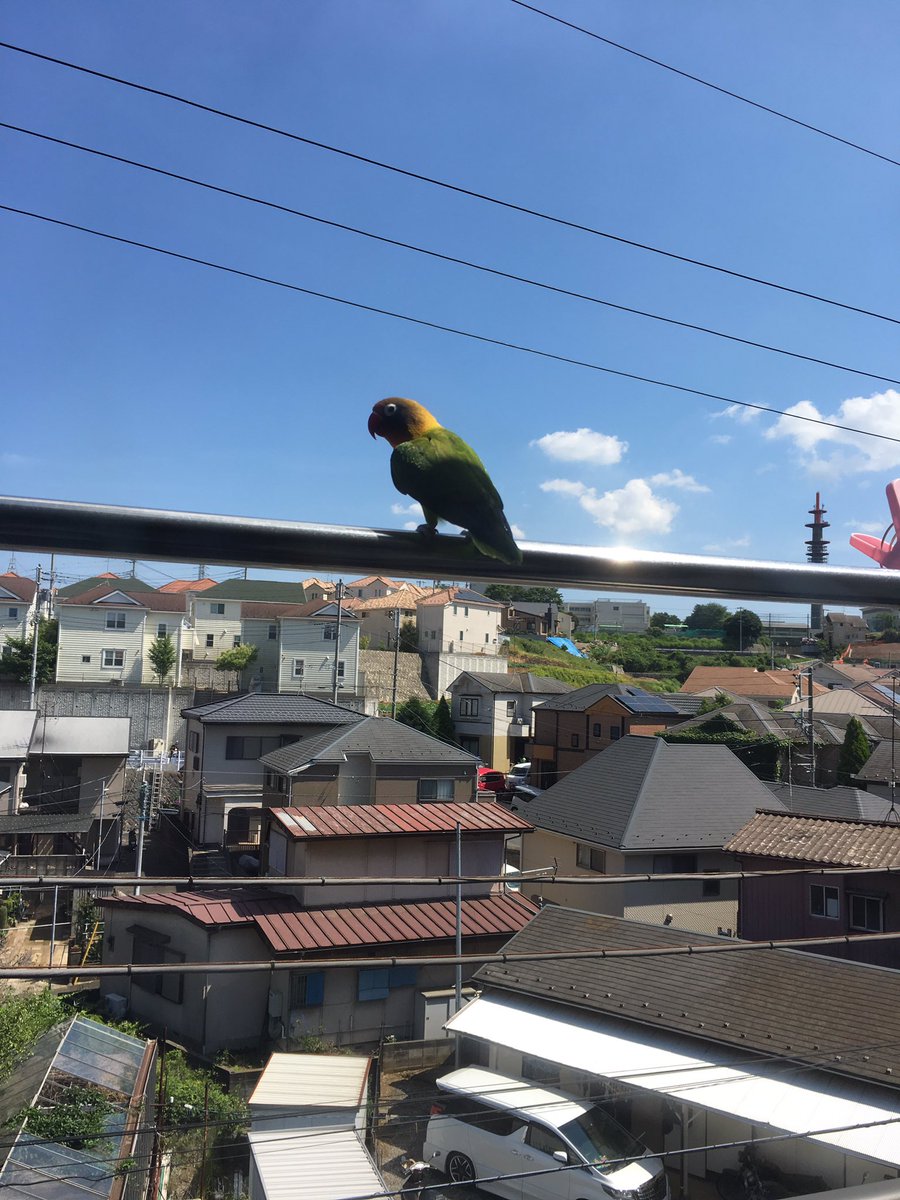 131Jtr's tweet photo. 至急！拡散希望です！
多分迷子インコちゃんです。
保土ヶ谷区です。噛むために保護出来ないのですが...人に慣れているようでうちのベランダにいます。
どうしたらいいんだろう... https://t.co/OSpgSBYrsg