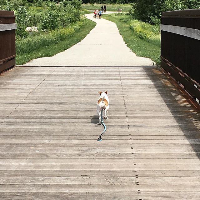 Nova_Kepler's tweet photo. I am the leader! I can walk myself! Follow me! ( looks back every 5 ft to make sure mommy is following... also waits if mommy is too slow..) #independentwoman #independentdog #dog #jackrussellterrier #jackrussell #adahayden #puppy #walk #dogwalk #jackrus… https://t.co/w0LcIH0sC2 https://t.co/AiXIaFrl4P