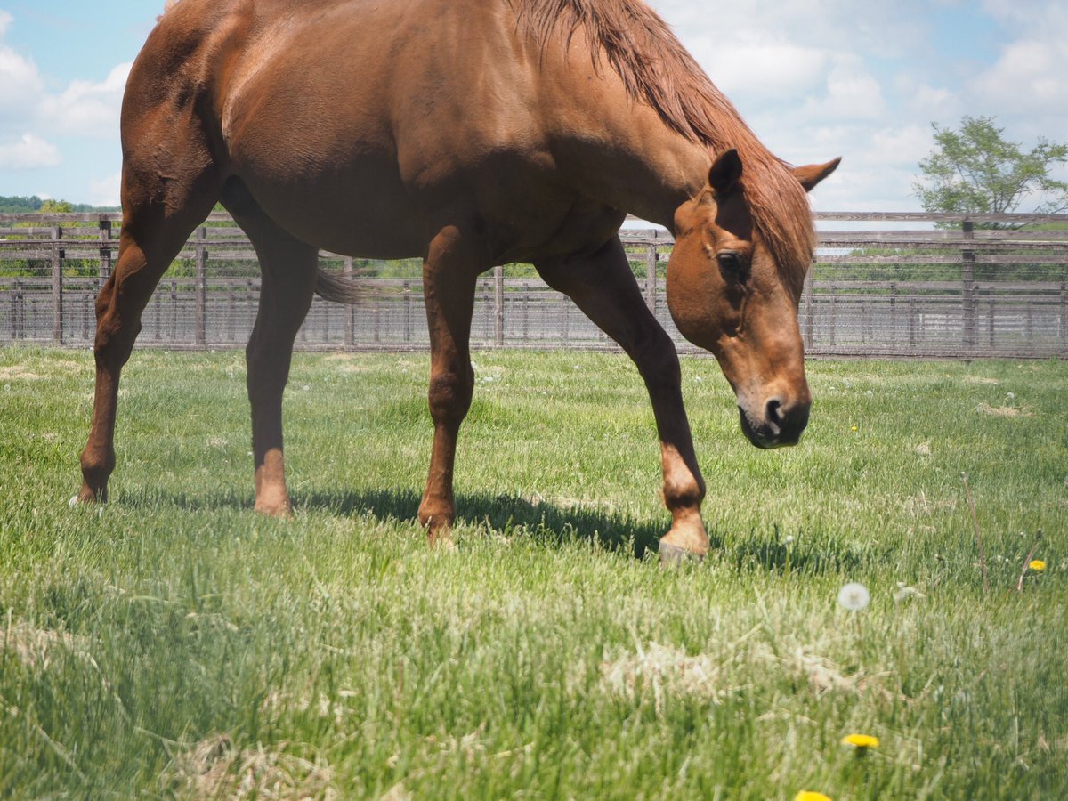 前田玲奈 1時間ぐらいご一緒していたのですが 噂通りずーーーーっとお食事されていました 笑 中でもタンポポがお好きなようで 見つけてはパクっとされていて可愛かったです 他の方のところにはタンポポいっぱい生えていたのに グラス