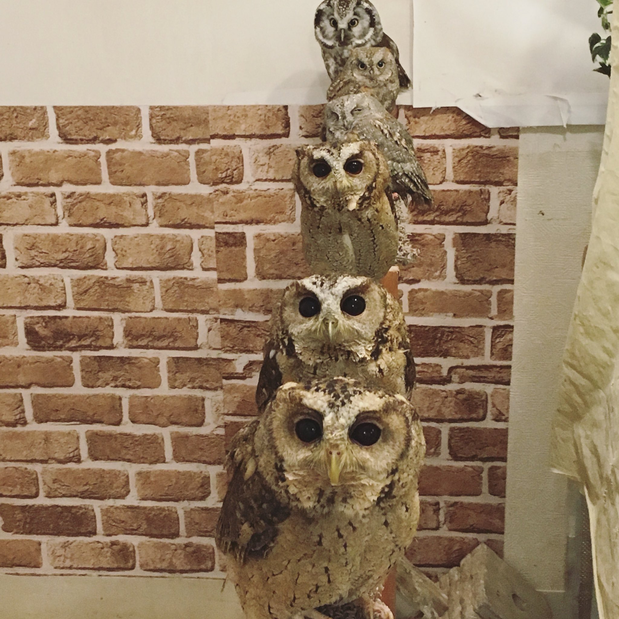توییتر いけふくろうカフェowlcafe در توییتر 小型達の朝ごはん待ち いい陽気になってご飯がススム様です いけふくろうカフェ イケフクロウカフェ フクロウカフェ ふくろうカフェ ふくろう フクロウ Chouette 貓頭鷹 Eule ミミズク 木兎 池袋 いけ