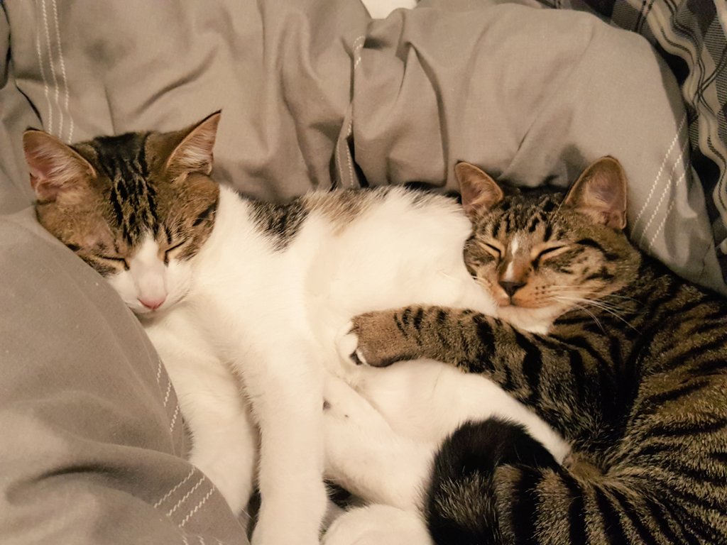 Lieutenant Flinders tweet media