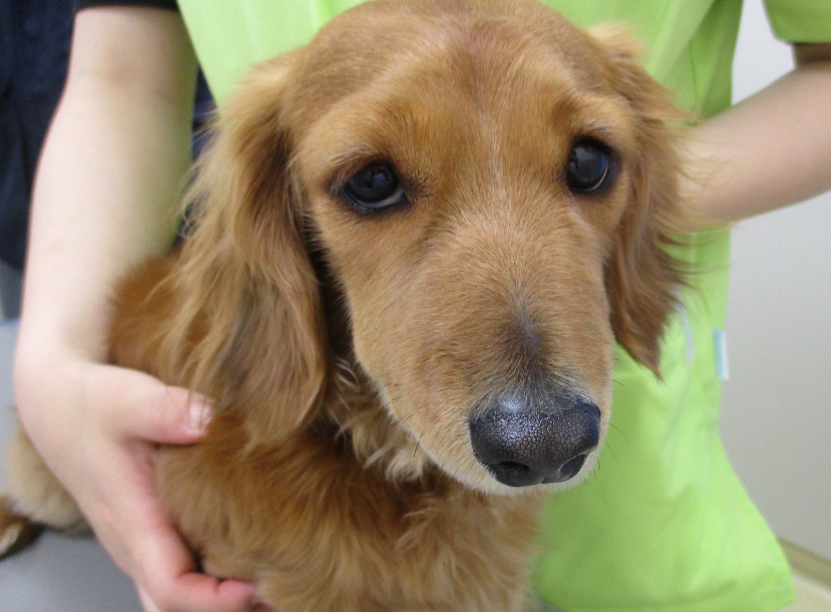 動物病院 キャットクリニック 犬も診ます ワクチン注射を打つときの会話 副作用がでたら連絡してくださいね 副作用ってどんなのですか 顏が腫れたり ふらついたり 吐いたり いつもと様子が違う 動物病院 キャットクリニック 犬も診ます ワクチン注射を打つときの会話 副作用がでたら連絡してくださいね 副作用ってどんなのですか 顏が腫れたり ふらついたり 吐いたり いつもと様子が違う