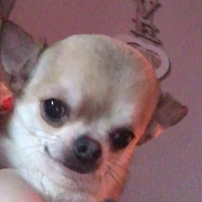 i have to move my blankets now to make sure that bitch isn’t hiding there