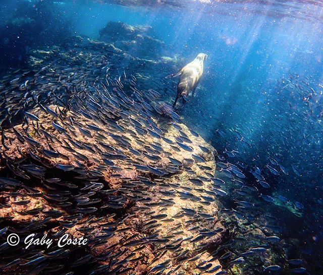 Gabyapnea's tweet photo. Recordando los lobitos de mar.
#underwaterphotography #freedivingart #naturelover #noplastic #onebreathoneadventure #alwaysinventing #oceanlover https://t.co/GPMw81pdH5 https://t.co/8JZuJSiLuq