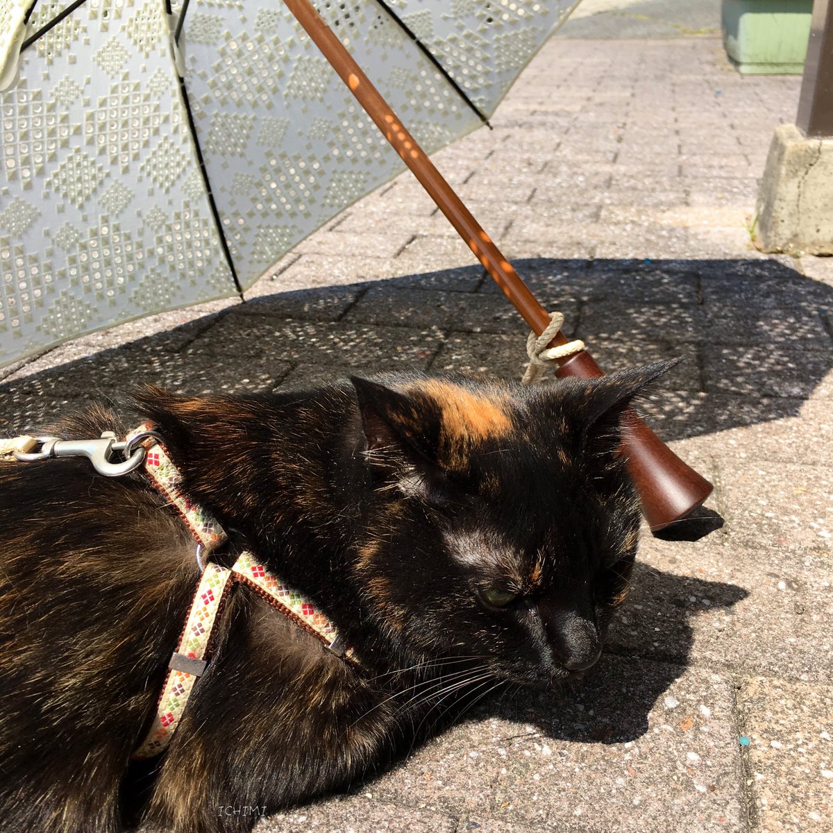 ichichi_ichichi's tweet photo. 日傘と猫⛱🐈
この #BonBonStore の日傘が数年前から欲しくて、今年やっと購入。毎年デザインは違うのだけれど小ぶりで使いやすいの。 https://t.co/L2daCs1Tq7