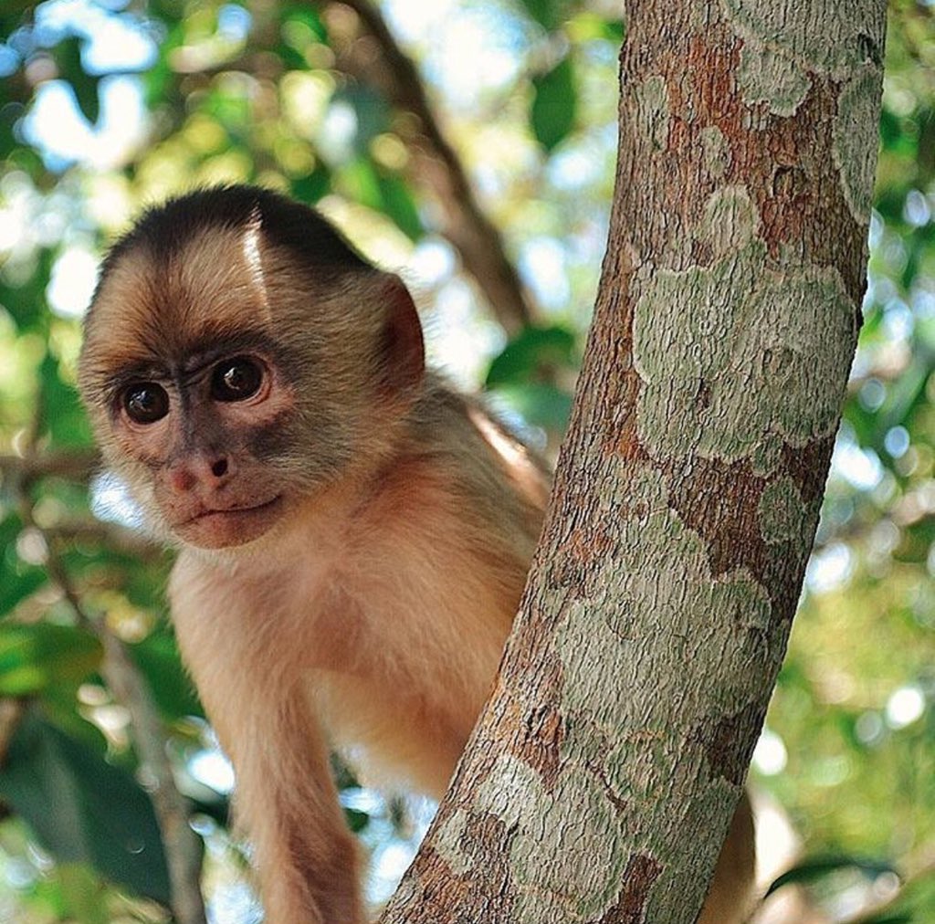 DescuBrasilCL's tweet photo. Amazonas, exuberante vegetación tropical;vida microscópica y gigantesca. Alta luminosidad,complejo sistema hidrológico, la Selva Amazónica se renueva:día y noche,lluvia y sol,sequía e inundación de ríos beneficiando el clima planetario☀️🇧🇷🌱🌿#descubrabrasil #visitamazonia https://t.co/Z7YBGukErb