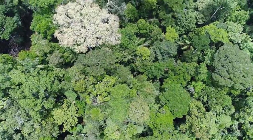 DescuBrasilCL's tweet photo. Amazonas, exuberante vegetación tropical;vida microscópica y gigantesca. Alta luminosidad,complejo sistema hidrológico, la Selva Amazónica se renueva:día y noche,lluvia y sol,sequía e inundación de ríos beneficiando el clima planetario☀️🇧🇷🌱🌿#descubrabrasil #visitamazonia https://t.co/Z7YBGukErb