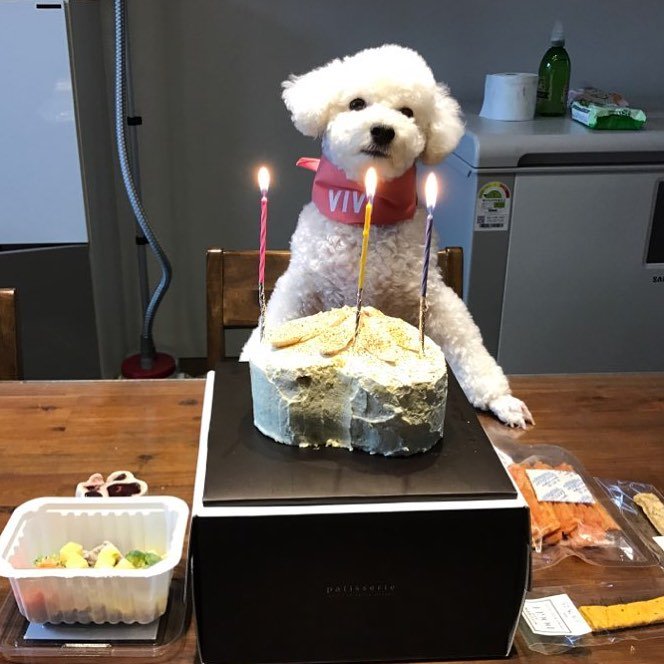 vivihuntwt's tweet photo. Thank you for all the birthday wishes 😚😚

#HappyViviDay https://t.co/S3IPmhVWEj