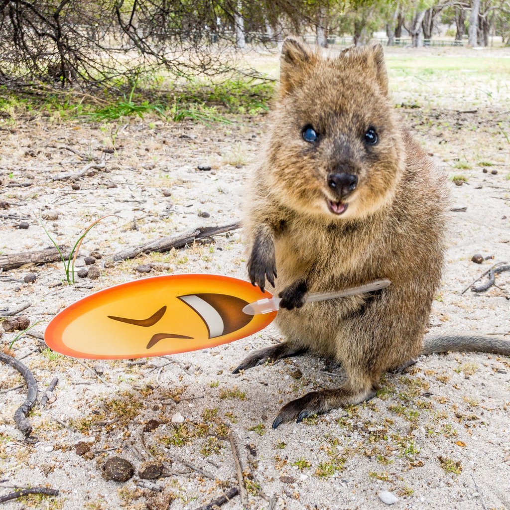 Chloe the Quokka on Twitter: "We're excited because we published ...