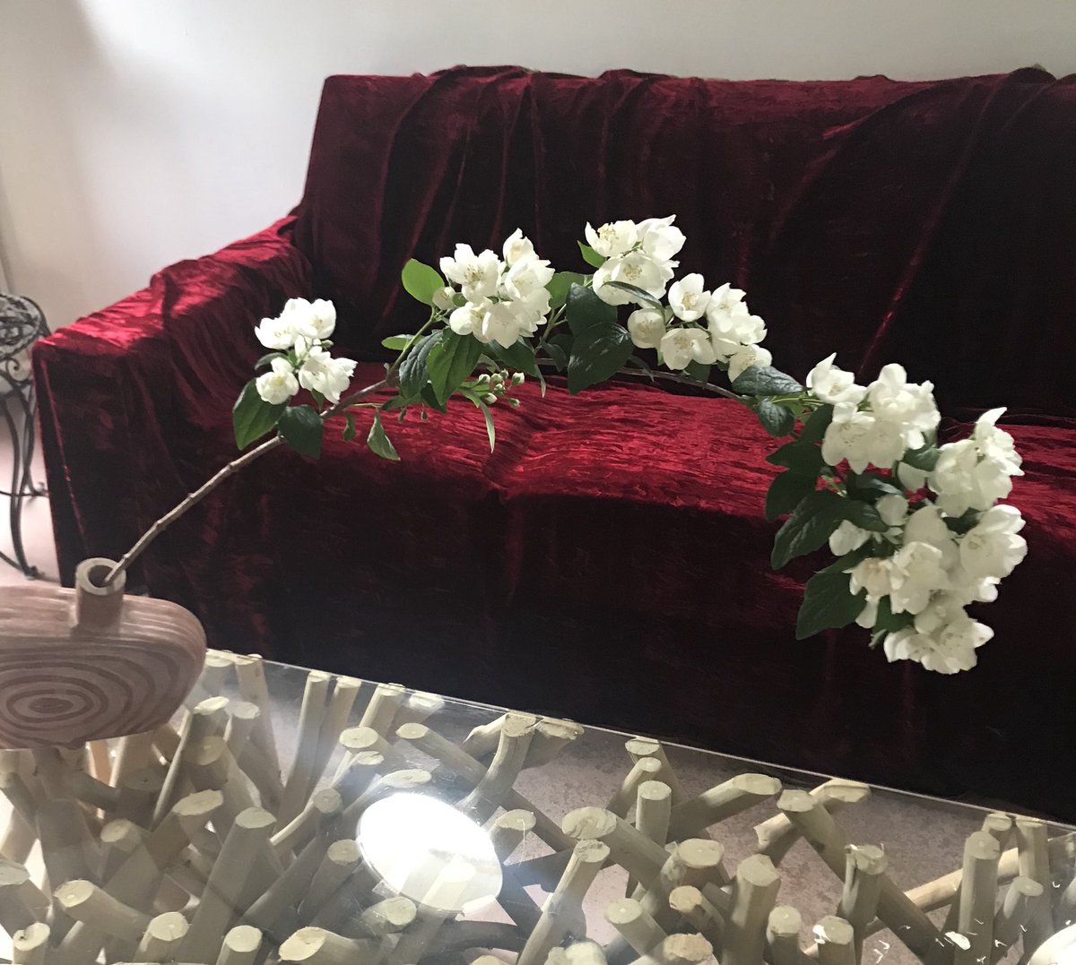 DoigtsFleuris's tweet photo. Le #seringat est la merveille olfactive du jardin en ce moment. Un bouquet à l’intérieur est le bonheur s’installe à chaque passage par son parfum, sa beauté pure. Toutes les variétés de seringat sont des merveilles de la nature. J’en suis dingue et vous  ?
#chat #jardinier https://t.co/YG0qW6geOm