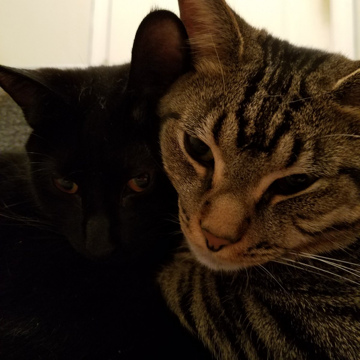My cuties