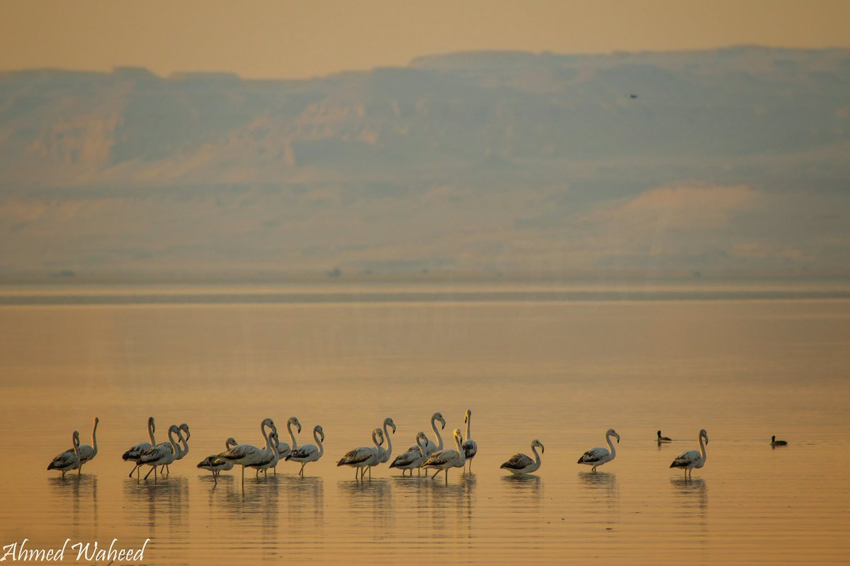 awaheeds's tweet photo. سرب من البشاروش (النحام الكبير) قبل غروب الشمس في بحيرة قارون، الفيوم، مصر
Greater Flamingos before suset at lake Qarun, Fayuom, Egypt
#wildEgy https://t.co/w1GqtaPgL9
