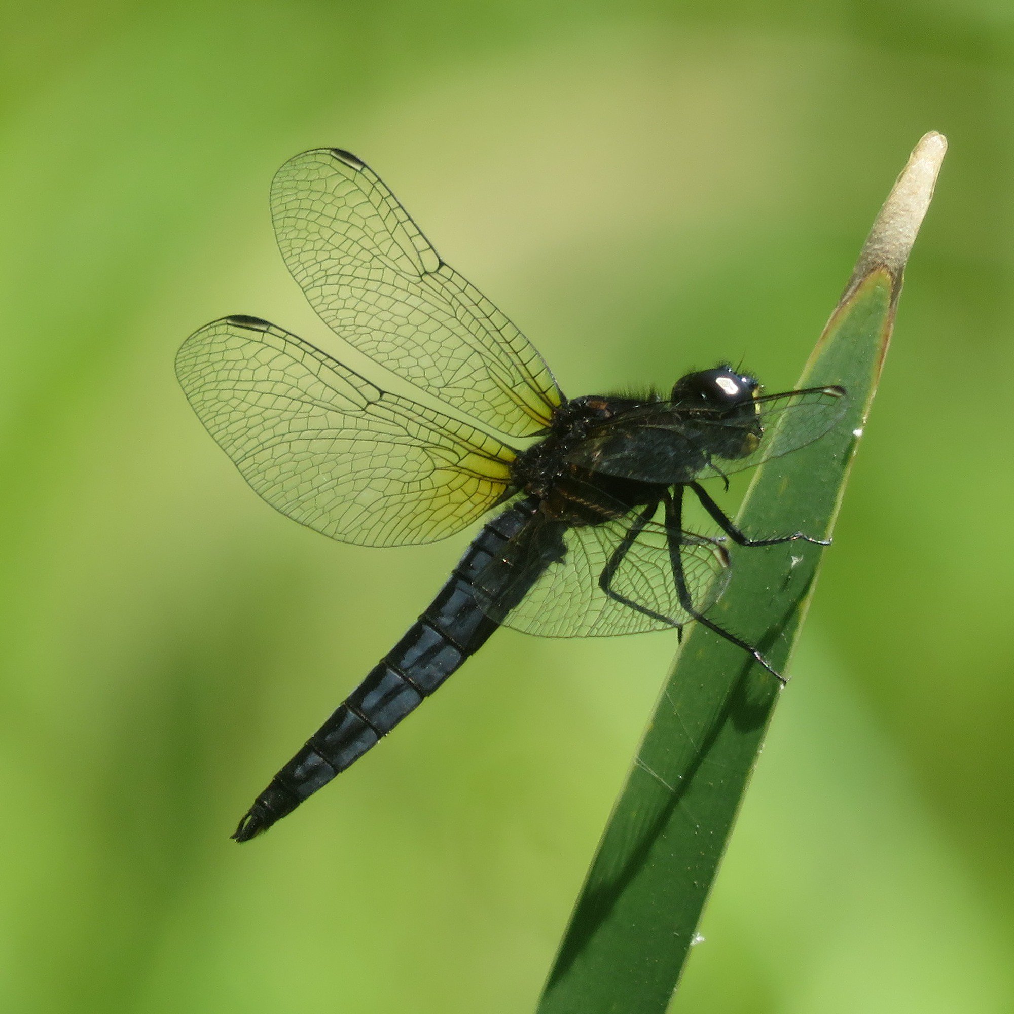 都立小山内裏公園 小山内裏公園 6月に入ってトンボの種類も増え 特にオスはカラフルです オオシオカラトンボは青 灰色に黒い目が特徴です ハラビロトンボも似た色ですが やや暗くからだが幅広で短いです 真っ赤なショウジョウトンボや白黒のパンダ色
