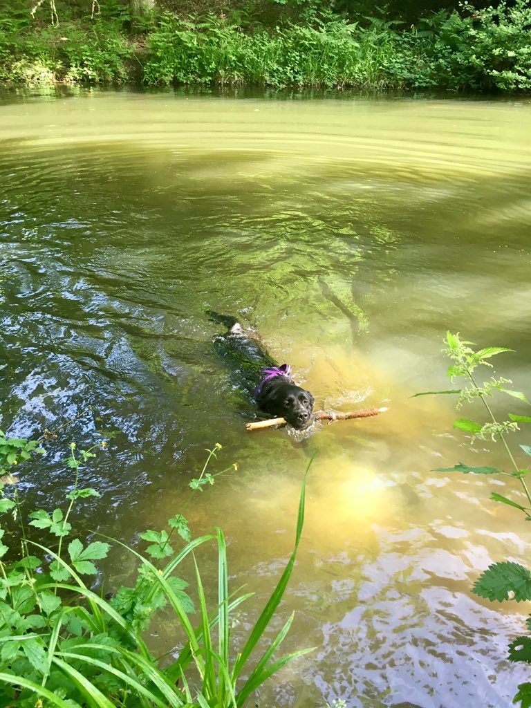 olive_blacklab's tweet photo. @sidneychoccy @ChampionWebb @goldenprincessG @Treacle_Vizsla @JustGeorgeGR @freddiethelab @Harbeated @Obi_Obs @AlmatheVizsla @BonnieBT13 @baggiekev64 @MrsBuckett @badgerdastaffy I peaked early had a super swim saved a stick from drowning #heroine #stilldamp π https://t.co/J8OJPviU5G