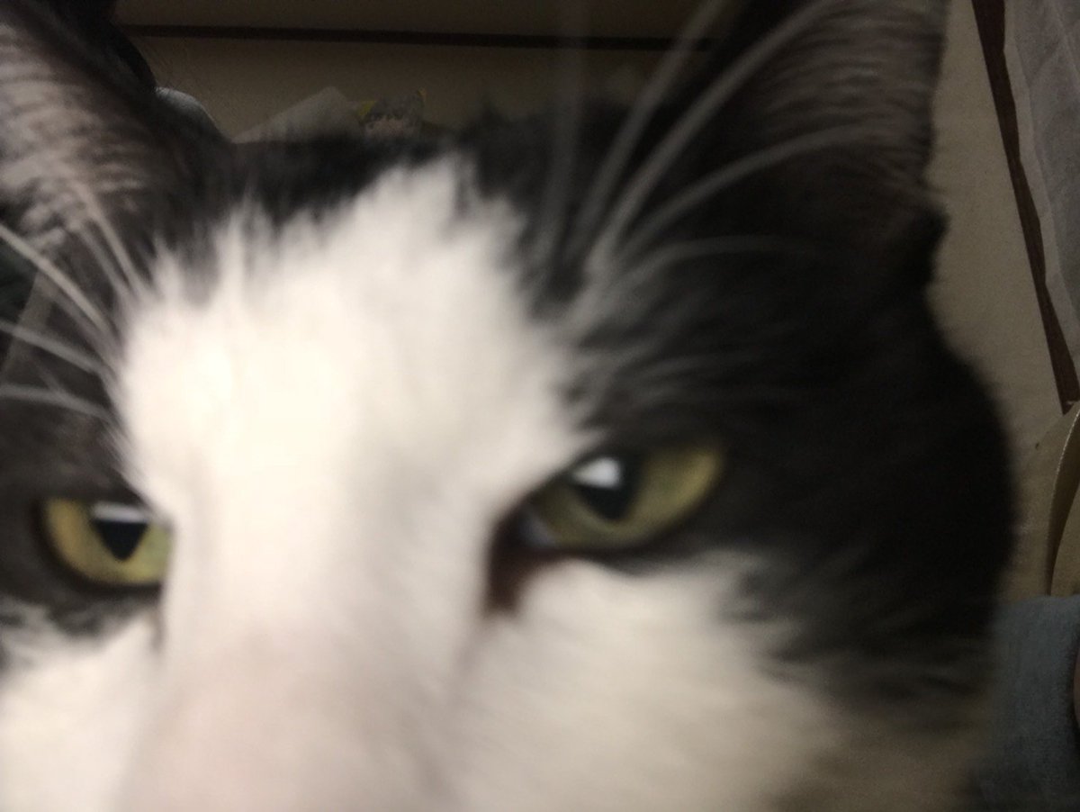 ayusyake7462's tweet photo. #猫の写真下手くそ選手権 https://t.co/I61jSJqmTr