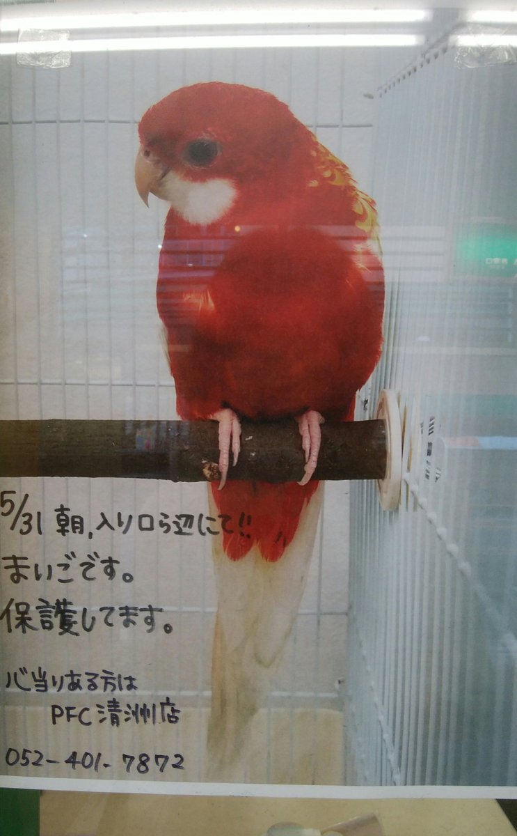 ナナクサインコ ナナクサインコ