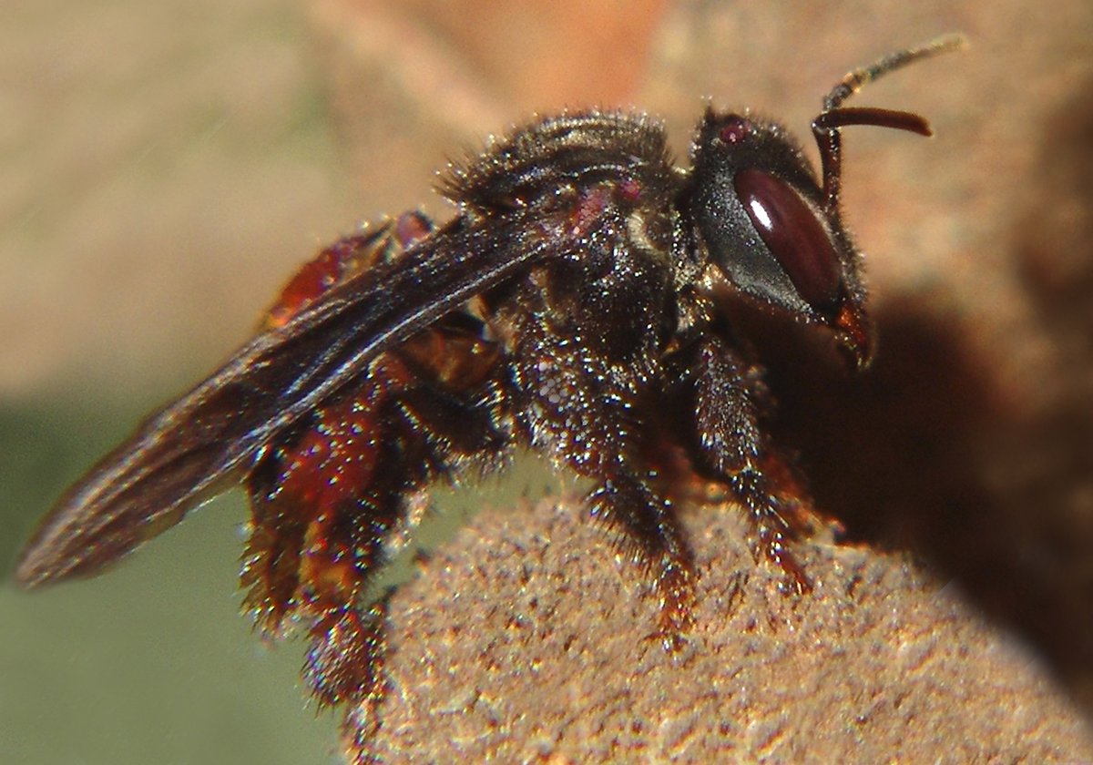 qikipedia's tweet photo. Unlike other species of bees, vulture bees eat meat.  Indeed, they bring back rotting meat to their hives to make meat honey.(Photo: José Reynaldo da Fonseca; fact h/t @GusticeLeague) https://t.co/dqgMGdCiUc