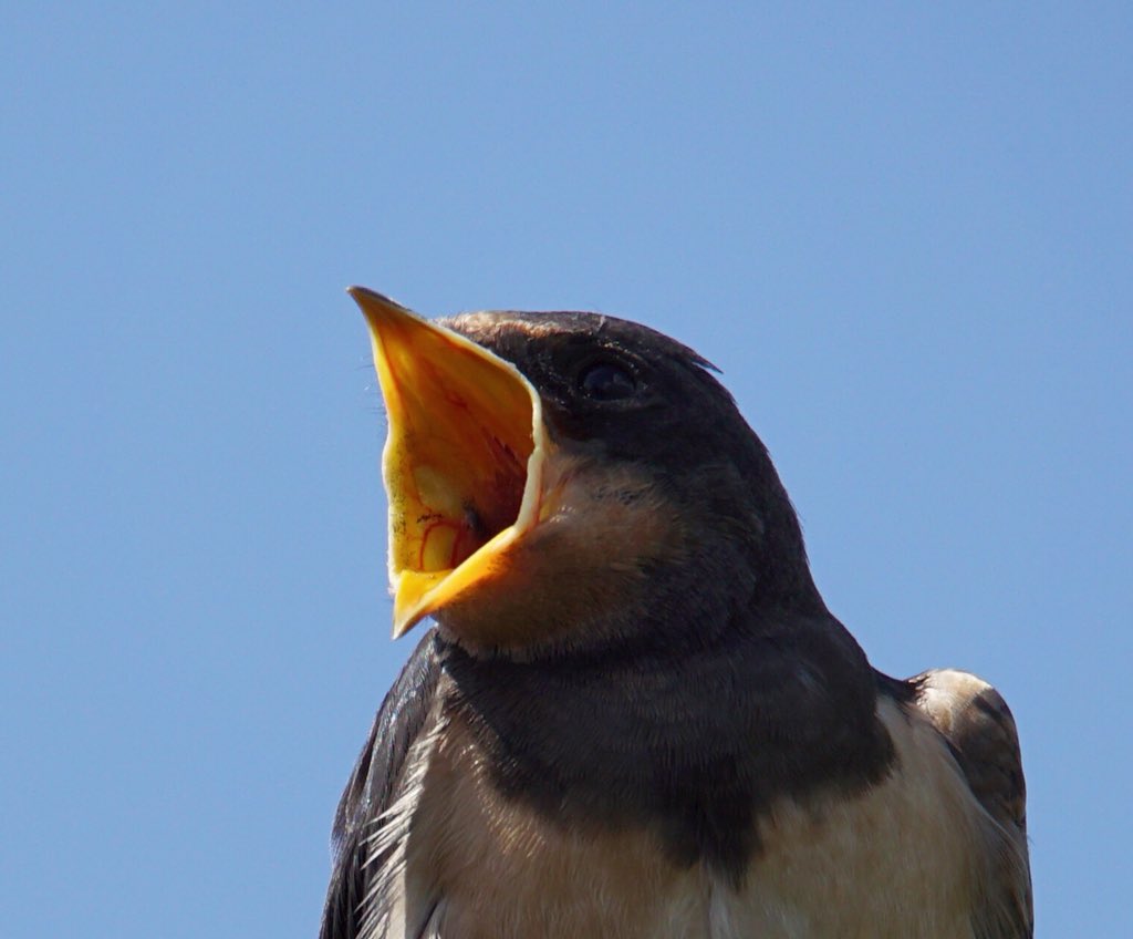 Zwaluwen hebben het druk, eerste jongen worden nog buiten het nest bijgevoerd. 60 stuks in de schuur, net zo goed als vorig jaar! Er is zeker nog genoeg te eten bij de boer en zijn erf! #zwaluw #jaarvandezwaluw #boerbewust #tamron150600mm #sony