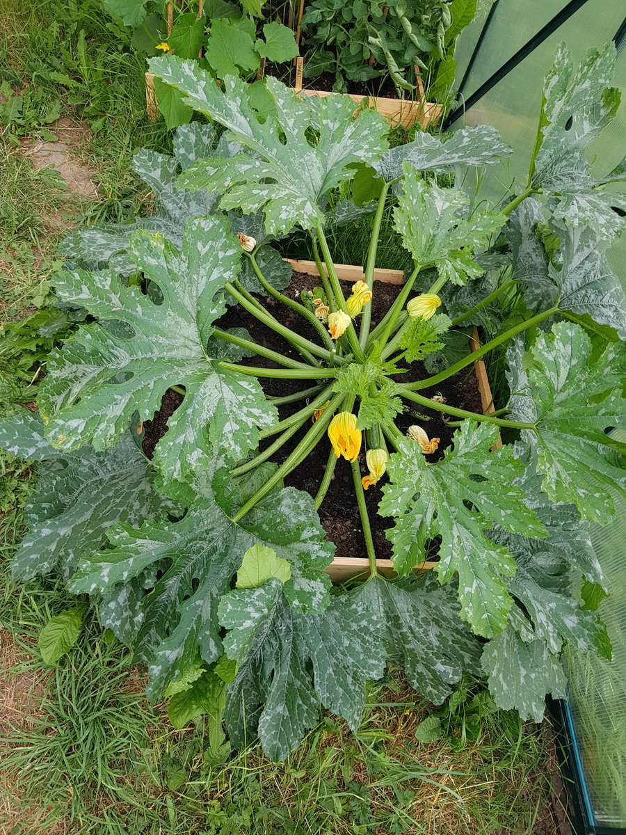 Waarom je dus voor 1 courgette plant minstens 1 m2 moet inruimen. Dat belooft veel oogst voor <a href="/versuitdetuin/">Vers Uit De Tuin</a>! 
#stadstuinieren #oogstdelen