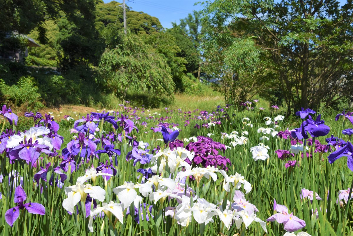 スカイｄｊ 静岡県牧之原市の かりんぽの里 紫陽花の名所 秋葉公園 から徒歩数分の距離なんだけど こっちは誰もおらず 菖蒲が見頃ね