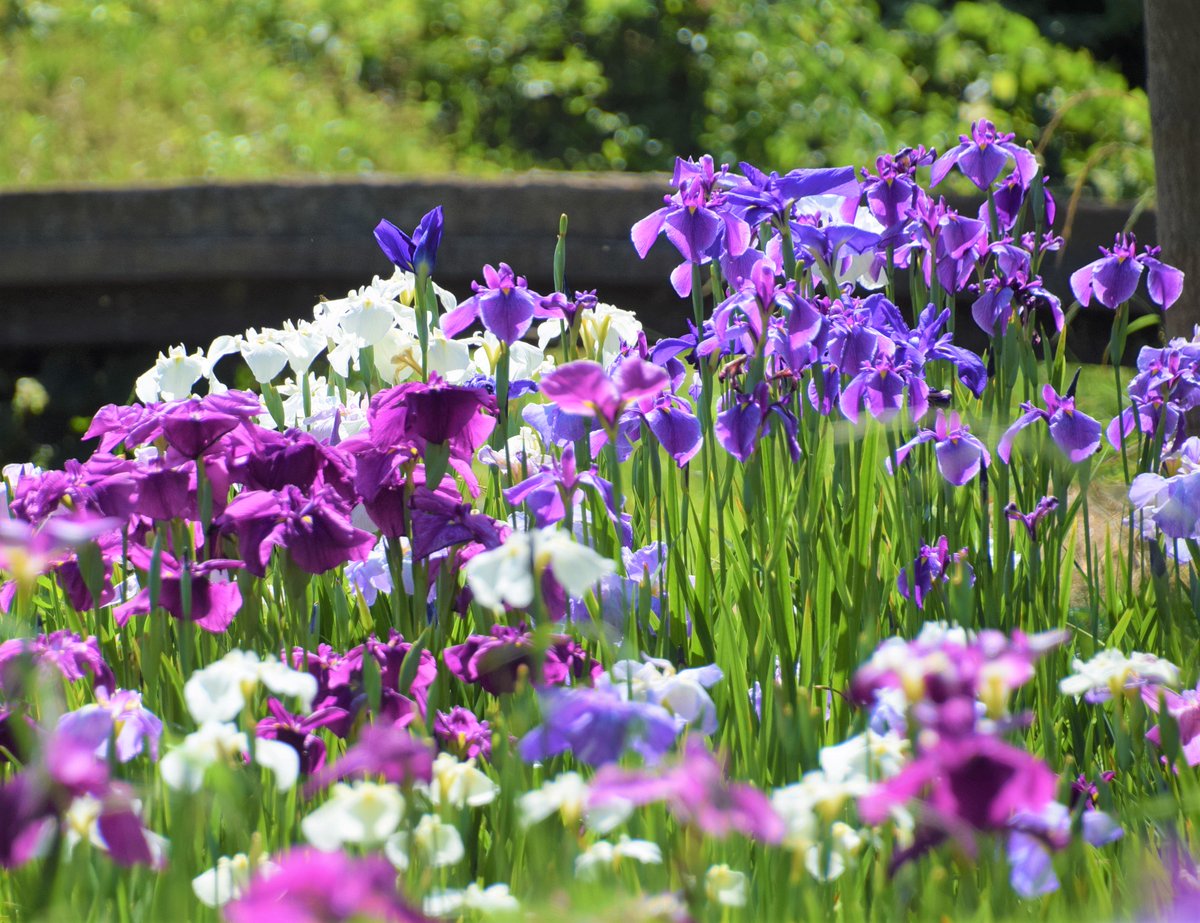 スカイｄｊ 静岡県牧之原市の かりんぽの里 紫陽花の名所 秋葉公園 から徒歩数分の距離なんだけど こっちは誰もおらず 菖蒲が見頃ね