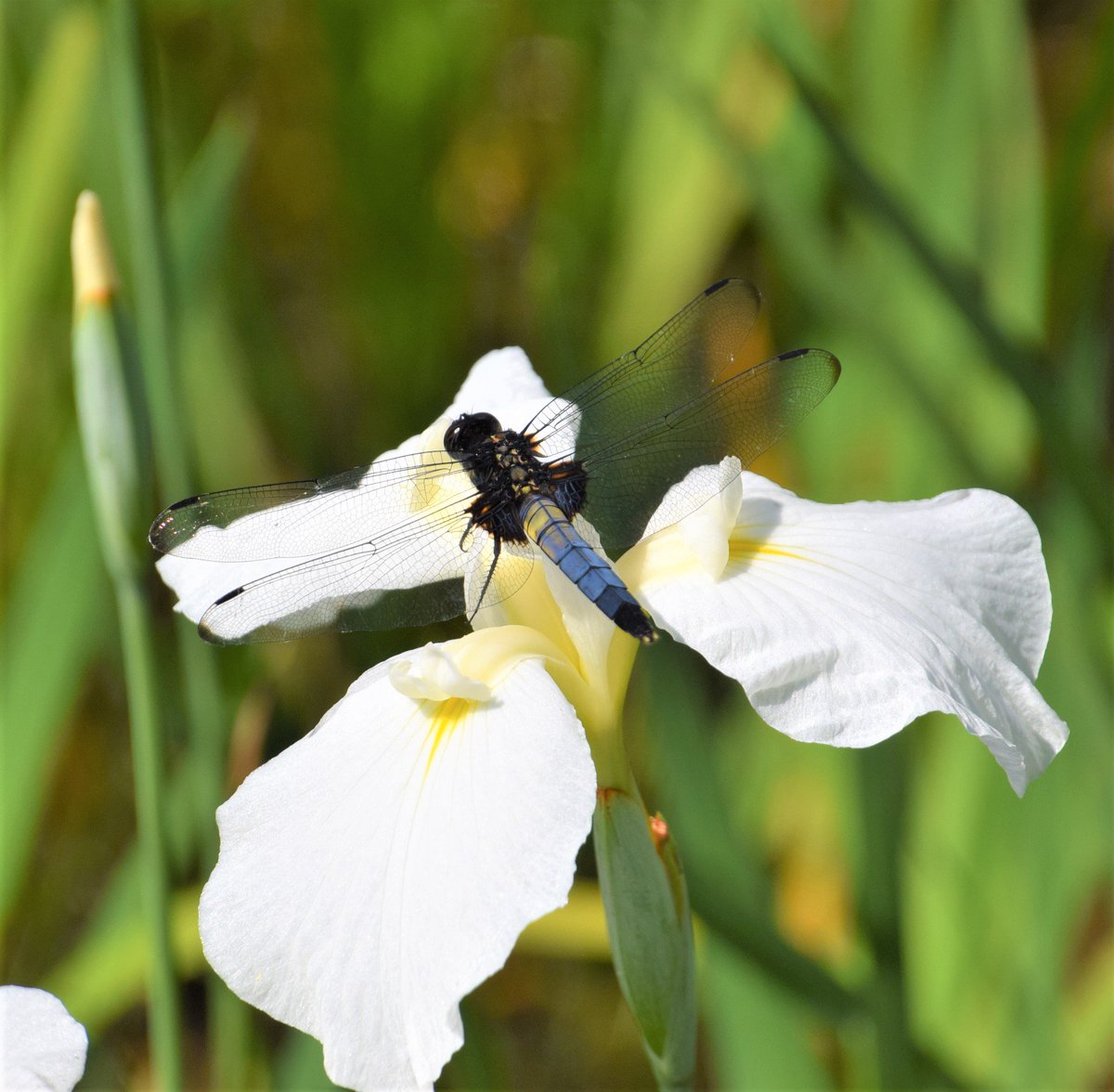 スカイｄｊ 静岡県牧之原市の かりんぽの里 紫陽花の名所 秋葉公園 から徒歩数分の距離なんだけど こっちは誰もおらず 菖蒲が見頃ね