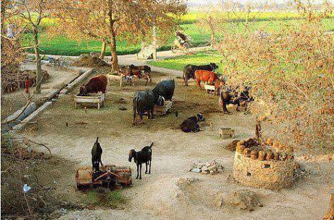 MAMA60061608's tweet photo. Morning Scene Of #SaraikiWaseeb at Dera of one of Saraiki 💝 #ProudSaraiki 
#SaveSaraikiCulture https://t.co/DUswhk80V9